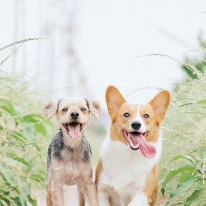 Ethical Pet Products